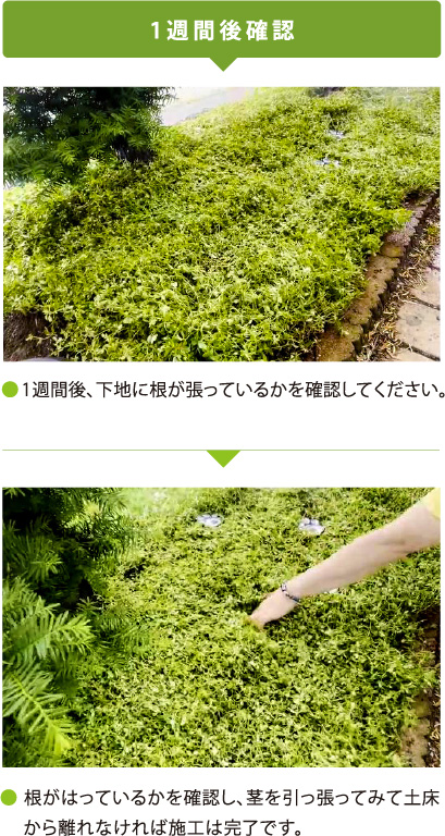 1週間後確認 1週間後、下地に根が張っているかを確認してください。根がはっているかを確認し、茎を引っ張ってみて土床　 から離れなければ施工は完了です。