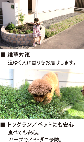 雑草対策 道ゆく人に香りをお届けします。ドッグラン／ペットにも安心 食べても安心。ハーブでノミ・ダニ予防。