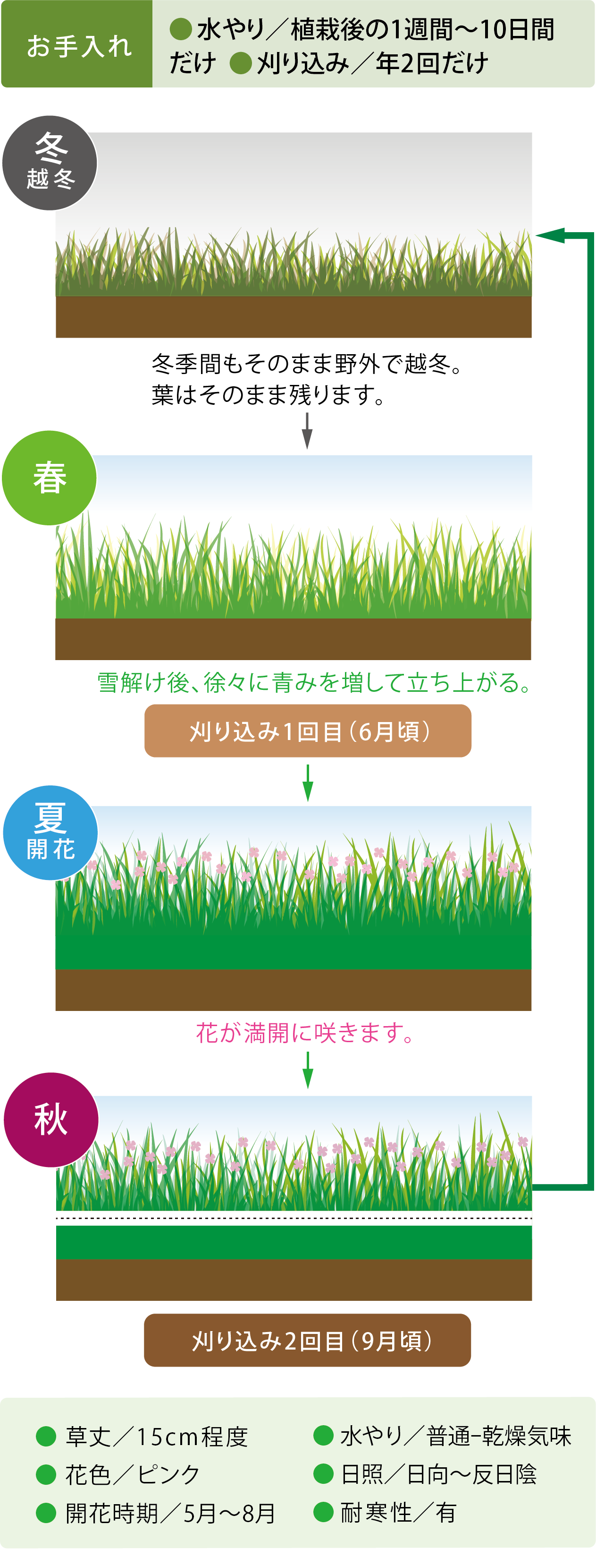 お手入れ 水やり／植栽後の1週間〜10日間だけ 刈り込み／年2回だけ 刈り込み1回目（6月頃) 冬季間もそのまま野外で越冬。葉はそのまま残ります。雪解け後、徐々に青みを増して立ち上がる。刈り込み2回目（9月頃) 草丈／15cm程度  花色／ピンク 開花時期／5月-8月 水やり／普通-乾燥気味 日照／日向〜反日陰 耐 寒性／有