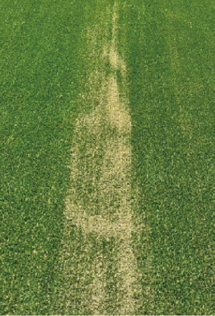 反射熱により溶けた芝