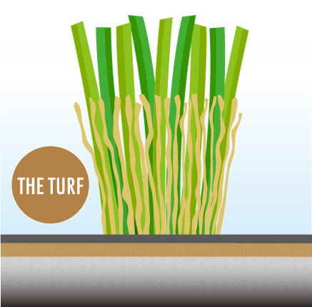 THE TURF